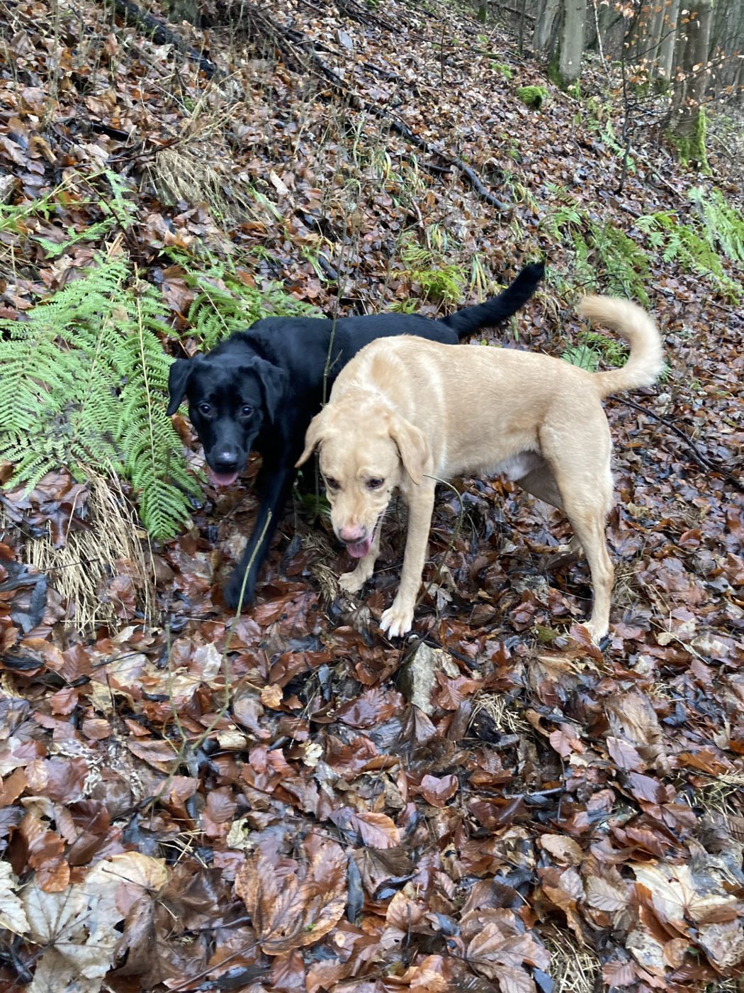 Zwei Hunde im Herbstwald